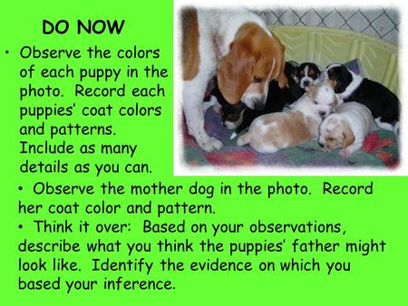 DO NOW Observe the colors of each puppy in the photo. Record each puppies’ coat colors and patterns. Include as many details as you can. Observe the mother.