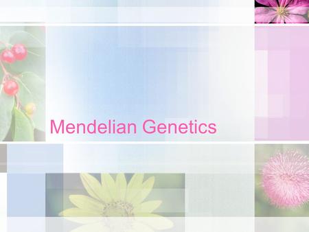 Mendelian Genetics.