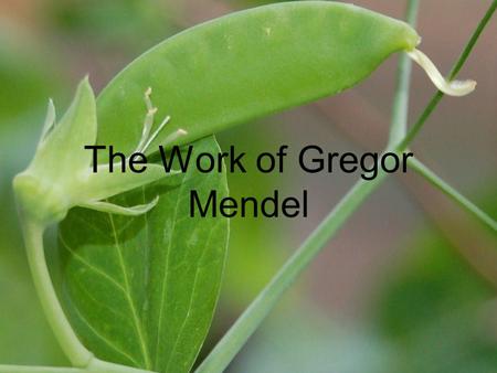 The Work of Gregor Mendel