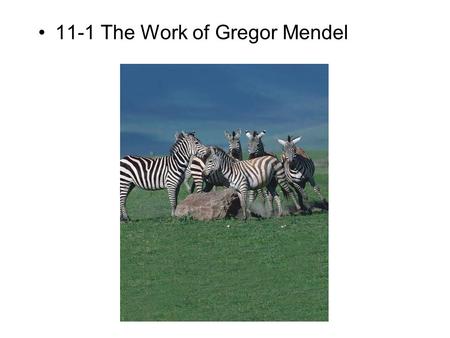 11-1 The Work of Gregor Mendel