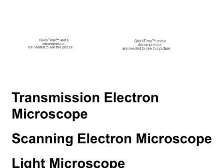 Transmission Electron Microscope