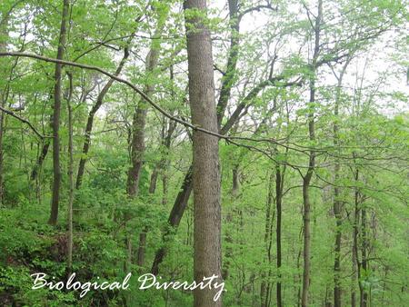 Ok, fine, but what IS an ecological community?? Biological Diversity.