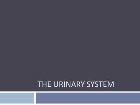 The Urinary System.