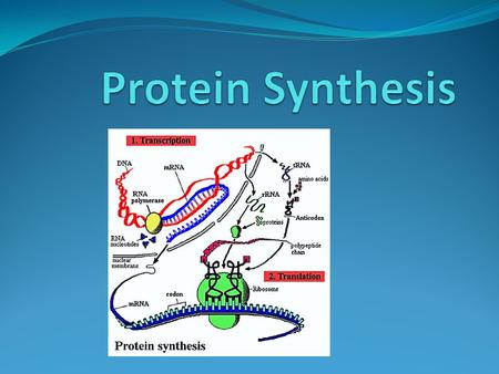 1. Cell Structure Cell = 80% protein Cell membrane 2. Many Cell Processes are based on Proteins… Like Hormones (signals) Enzymes (speed up reactions)