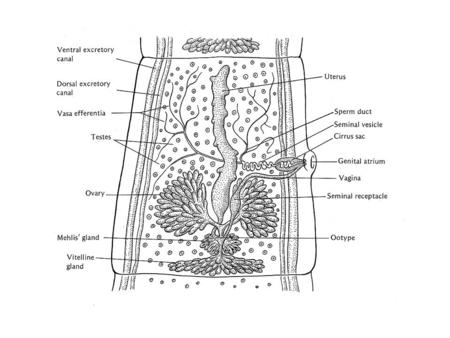 Cyclophyllidae Contains most of the medically important tapeworms Scolex has 4 suckers and compact vitelline gland are characteristic Range from mm to.