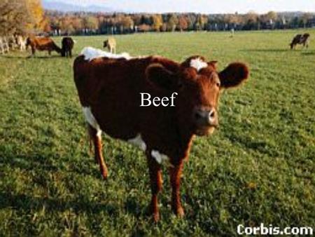 Beef. Round Round Steak This steak is identified by the round leg bone and three muscles. At the top of the screen is the top round, at the lower left.