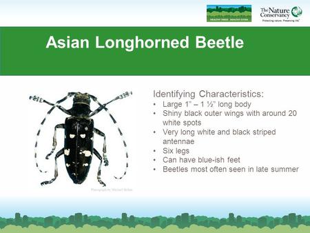 Asian Longhorned Beetle