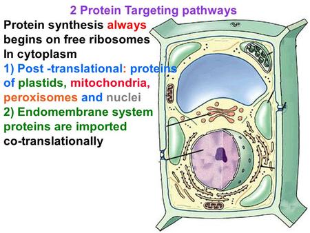 2 Protein Targeting pathways Protein synthesis always begins on free ribosomes In cytoplasm 1) Post -translational: proteins of plastids, mitochondria,