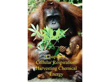 Cellular Respiration: Harvesting Chemical Energy