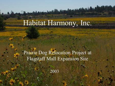 Habitat Harmony, Inc. Prairie Dog Relocation Project at Flagstaff Mall Expansion Site 2003.