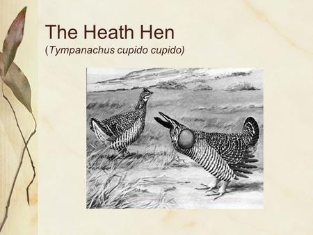 The Heath Hen (Tympanachus cupido cupido). There are very few actual photographs of the Heath Hen because it went extinct in the 1930’s. (These are.