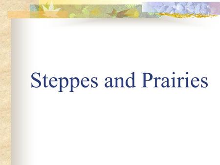 Steppes and Prairies Steppes  Grasslands of short bunchgrasses that get less than 50 cm of rain a year.  Low rainfall but more than a desert.