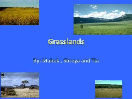 World Location South Africa New Zeland Eastern Europe Bad Lands in South Dakota Great plains Southern Canada to North Mexico.