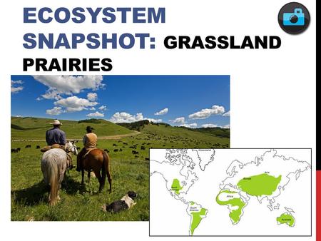 ECOSYSTEM SNAPSHOT: GRASSLAND PRAIRIES. FEATURED POPULATION: BUMBLE BEES.