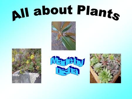 All about Plants Made by Disha.