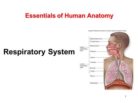 Essentials of Human Anatomy