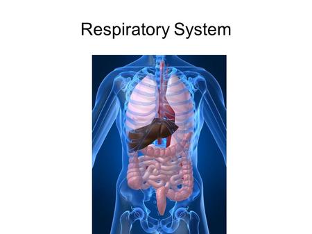 Respiratory System.