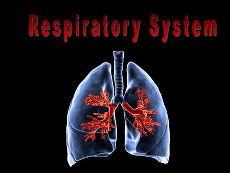 Respiratory System.