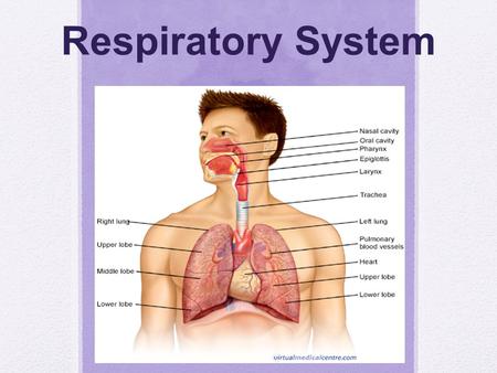 Respiratory System.