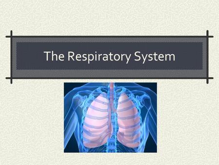 The Respiratory System