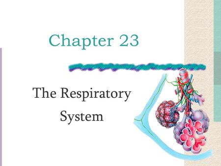 The Respiratory System