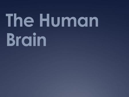 The Human Brain. The Central Core  Cerebellum: Motor Control  Brain Stem:  Pons: Sleep, arousal  Reticular Formation: Sleep, arousal, attention 