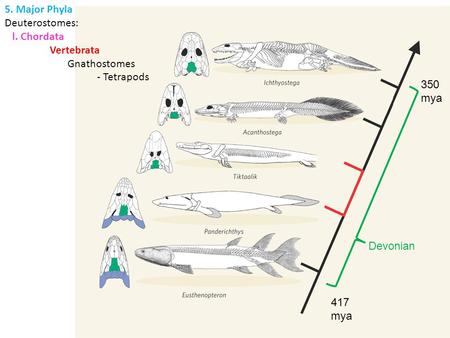 5. Major Phyla Deuterostomes: l. Chordata Vertebrata Gnathostomes - Tetrapods 350 mya 417 mya Devonian.