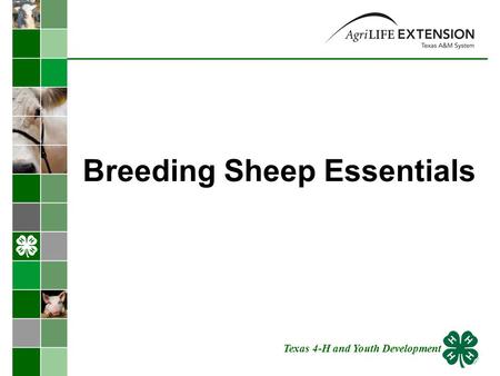 Breeding Sheep Essentials