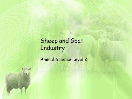 Sheep and Goat Industry