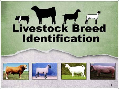 Border Leicester Origin: England; original meat breed developed by Sir Robert Bakewell Characteristics: no wool on the head or legs and smaller than.