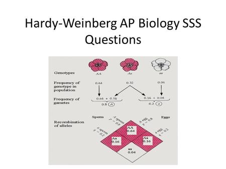 Hardy-Weinberg AP Biology SSS Questions