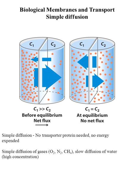 Biological Membranes and Transport Simple diffusion Simple diffusion - No transporter protein needed, no energy expended Simple diffusion of gases (O 2,