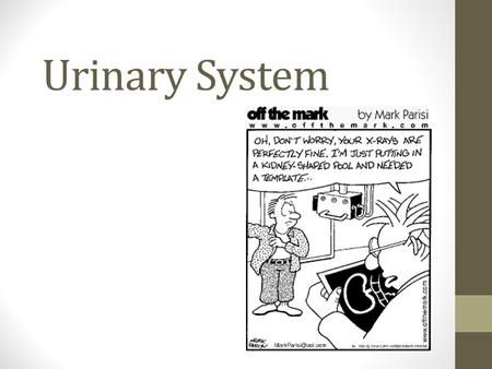 Urinary System. Functions of Urinary System Filter Blood Regulation of Blood Volume/Pressure Regulation of the solute concentration of the Blood pH regulation.