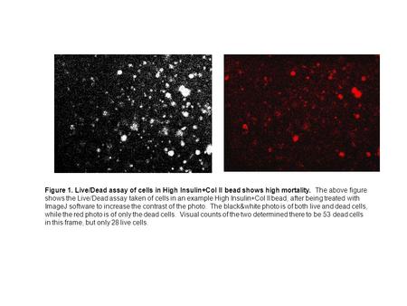 Figure 1. Live/Dead assay of cells in High Insulin+Col II bead shows high mortality. The above figure shows the Live/Dead assay taken of cells in an example.