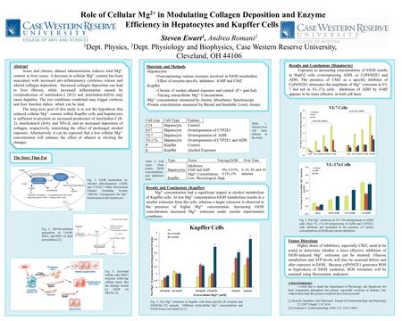 Role of Cellular Mg 2+ in Modulating Collagen Deposition and Enzyme Efficiency in Hepatocytes and Kupffer Cells Steven Ewart 1, Andrea Romani 2 1 Dept.