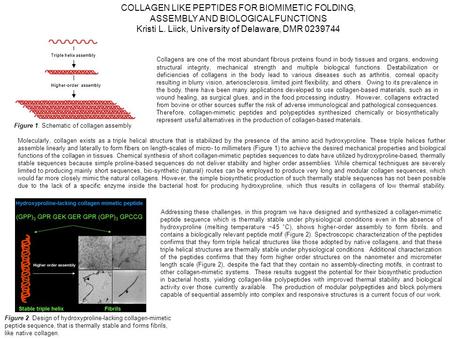 Molecularly, collagen exists as a triple helical structure that is stabilized by the presence of the amino acid hydroxyproline. These triple helices further.