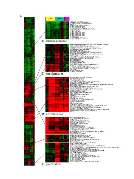 INTERLEUKIN 2 RECEPTOR GAMMA CHAIN INTERFERON REGULATORY FACTOR 2 H. OSTEOBLAST MRNA FOR OSTEONIDOGEN KERATIN 13 INTERCELLULAR ADHESION MELECULE 3 H. MRNA.