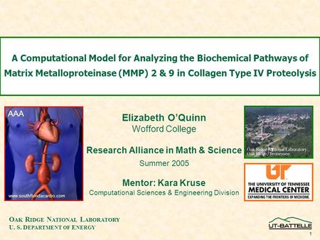 O AK R IDGE N ATIONAL L ABORATORY U. S. D EPARTMENT OF E NERGY 1 A Computational Model for Analyzing the Biochemical Pathways of Matrix Metalloproteinase.