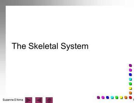 Suzanne D'Anna1 The Skeletal System. Suzanne D'Anna2 Axial Skeletal System n 80 bones n forms longitudinal axis of the body - skull - cranial and facial.