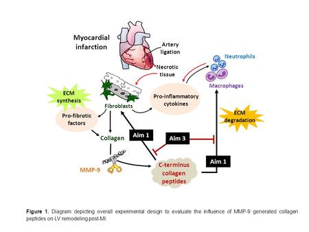 ECM degradation Artery ligation Necrotic tissue Fibroblasts Neutrophils Macrophages Pro-inflammatory cytokines Collagen C-terminus collagen peptides Pro-fibrotic.