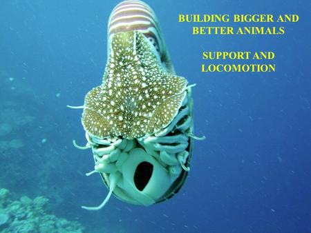 BUILDING BIGGER AND BETTER ANIMALS SUPPORT AND LOCOMOTION.