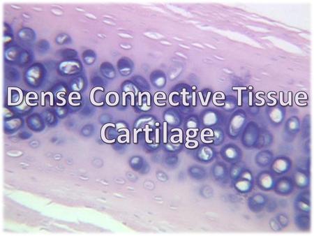 Dense Connective Tissue Cartilage