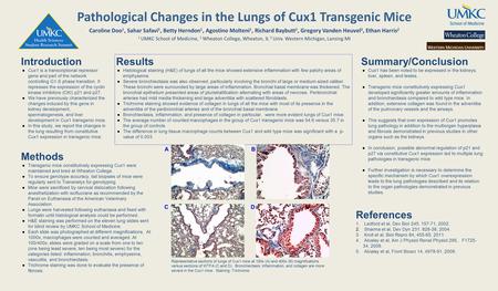 Introduction ●Cux1 is a transcriptional repressor gene and part of the network controlling G1-S phase transition. It represses the expression of the cyclin.