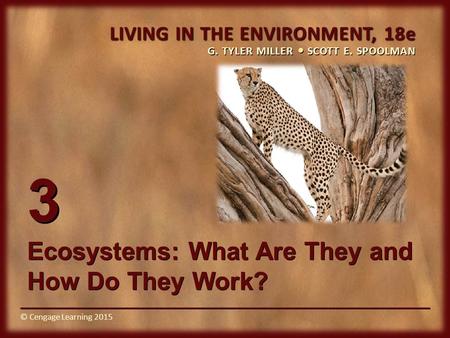 Ecosystems: What Are They and How Do They Work?