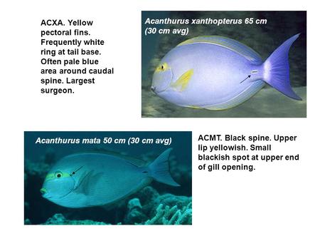 ACDU Acanthurus dussumieri Acanthurus xanthopterus 65 cm (30 cm avg) NAAN Naso annulatus Acanthurus mata 50 cm (30 cm avg) ACXA. Yellow pectoral fins.