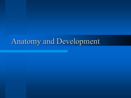 Anatomy and Development. Male Anatomy STRUCTUREPURPOSE Scrotum-Pouch that contains the testicles Testicle-A gland that produces sperm and testosterone.