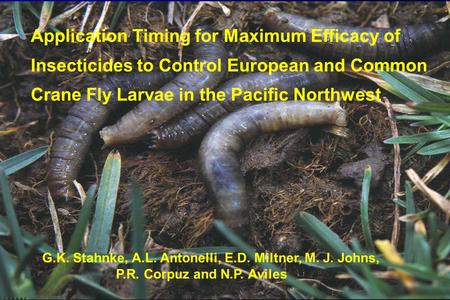 Application Timing for Maximum Efficacy of Insecticides to Control European and Common Crane Fly Larvae in the Pacific Northwest G.K. Stahnke, A.L. Antonelli,