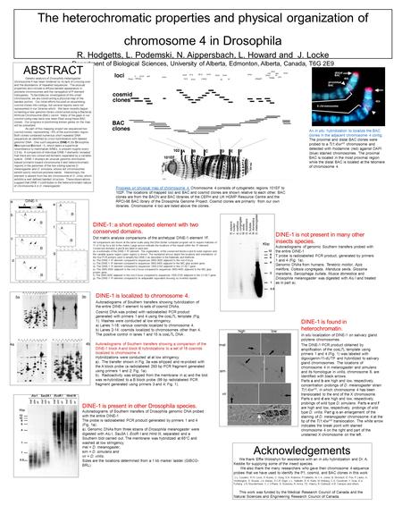 The heterochromatic properties and physical organization of chromosome 4 in Drosophila R. Hodgetts, L. Podemski, N. Aippersbach, L. Howard and J. Locke.