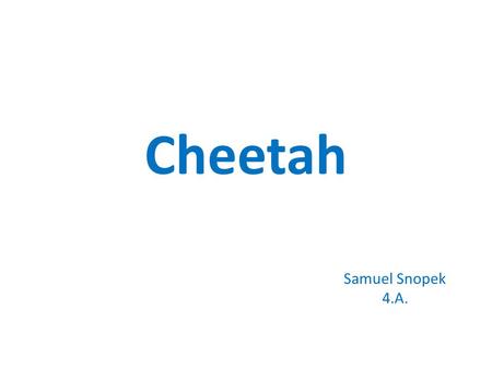 Cheetah Samuel Snopek 4.A..