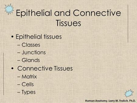 Epithelial and Connective Tissues